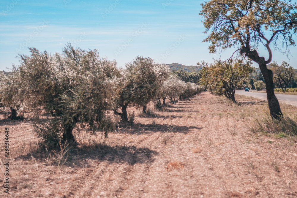Fototapeta premium Highway in Provence past olive groves