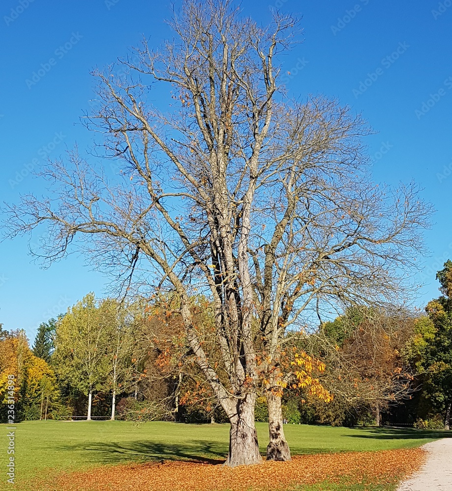 Obraz premium Herbst