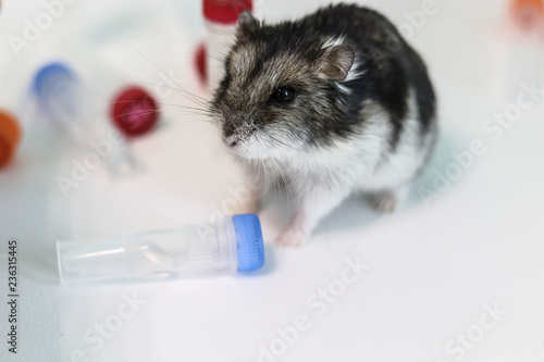 Laboratory hamster sitting on the background of reagents
