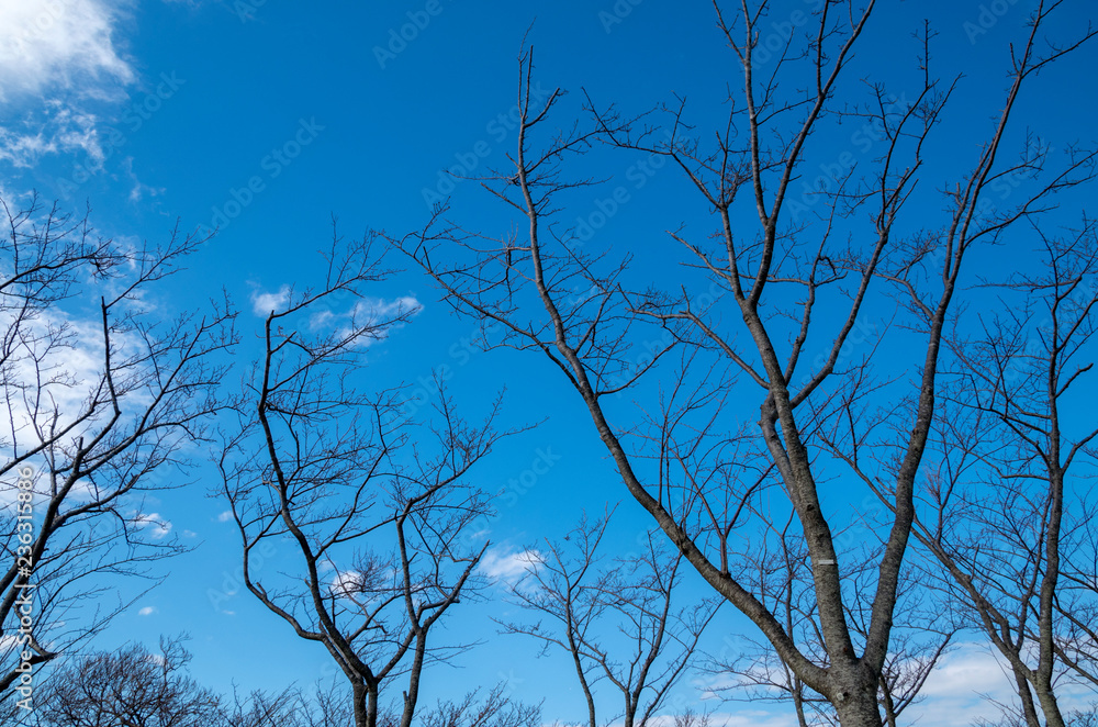 冬の木立と青空 冬の木立と青空