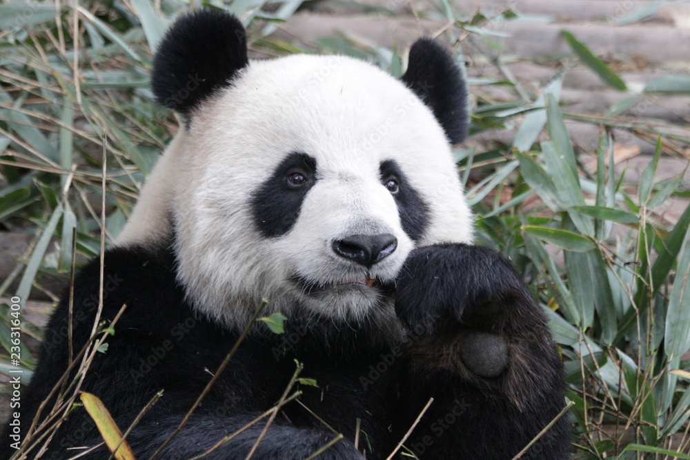 Obraz premium Close up Cute Giant Panda Cub, China