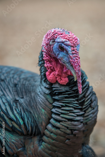 Wild male turkey tom closeup of head, wattle and snood while strutting ready for Thanksgiving front view.
