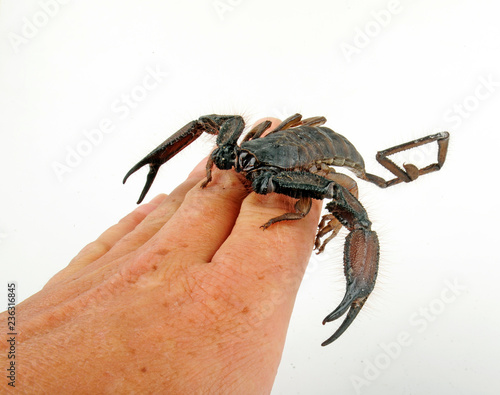 Riesen Spaltenskorpion auf einer Hand (Hadogenes troglodytes) - Flat Rock Scorpion photo