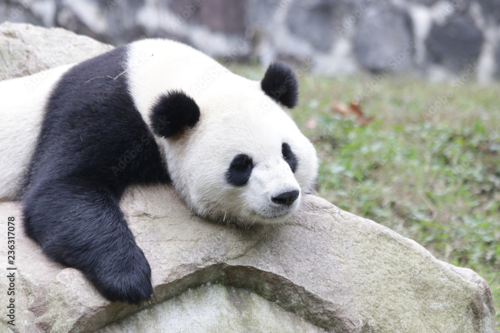 Cute Panda is Sleeping on the Rock Cute Panda is Sleeping on the Rock