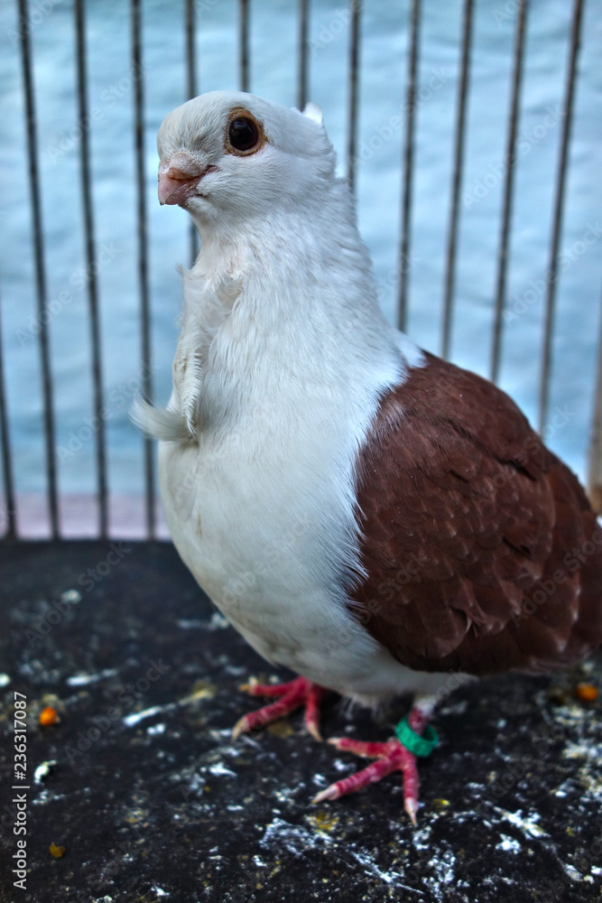 Obraz premium Breeding pigeons in the cage