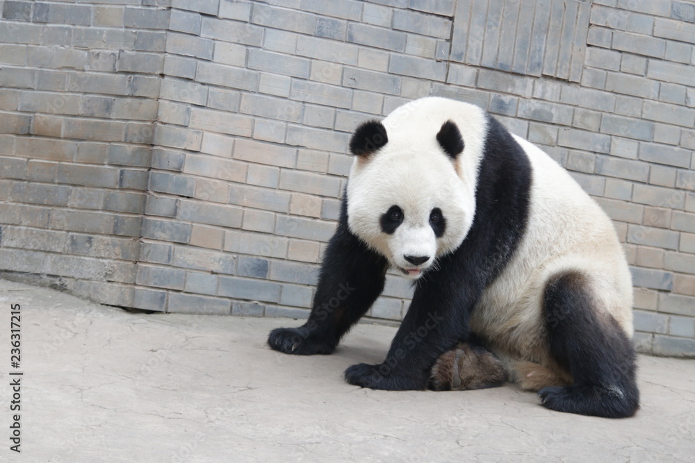 Fototapeta premium American Born Panda name Xiao Li Wu, China