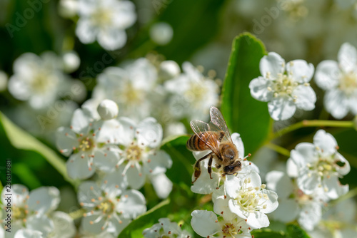 honey bee collects pollen from pyracantha flowers