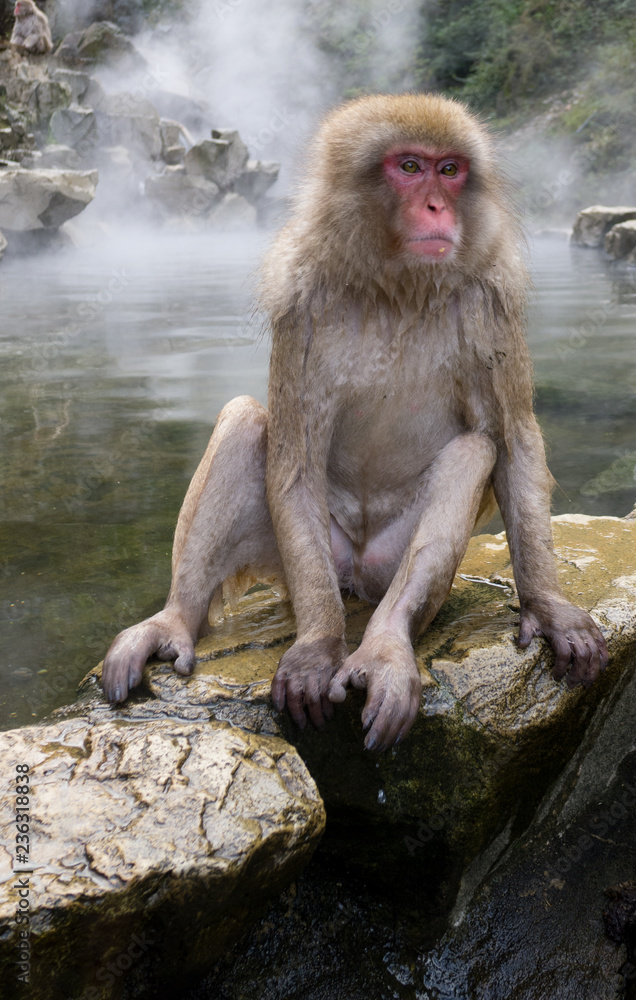 Obraz premium Japanese Snow Monkeys
