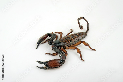 Riesen Spaltenskorpion / Weibchen (Hadogenes troglodytes) - Flat Rock Scorpion / female photo