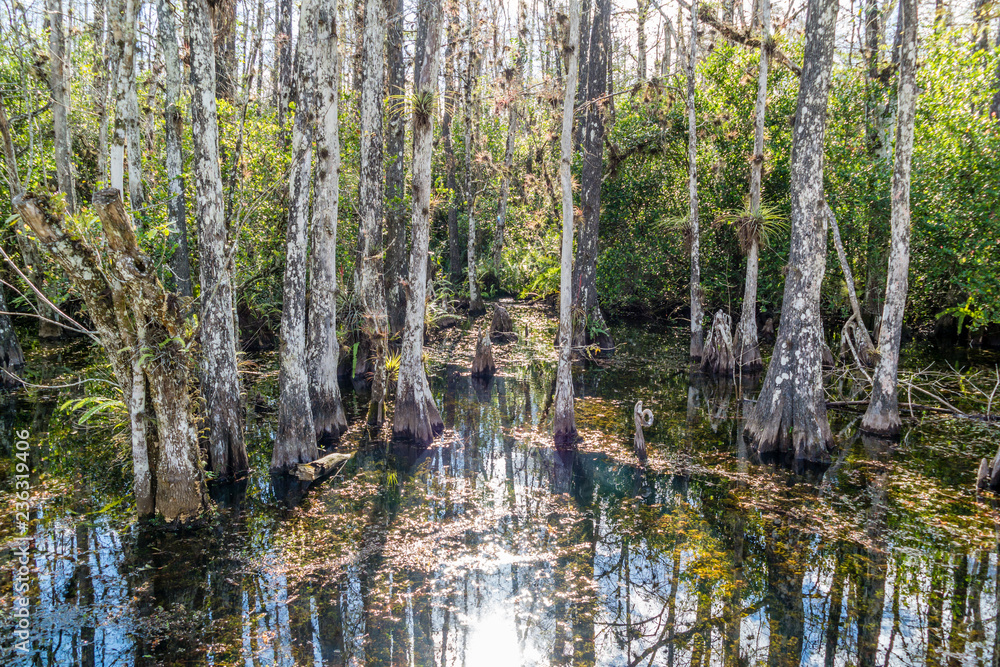 Cypress swamp along Loop Road in Big Cypress National Reserve, Everglades, Florida, USA Cypress swamp along Loop Road in Big Cypress National Reserve, Everglades, Florida, USA