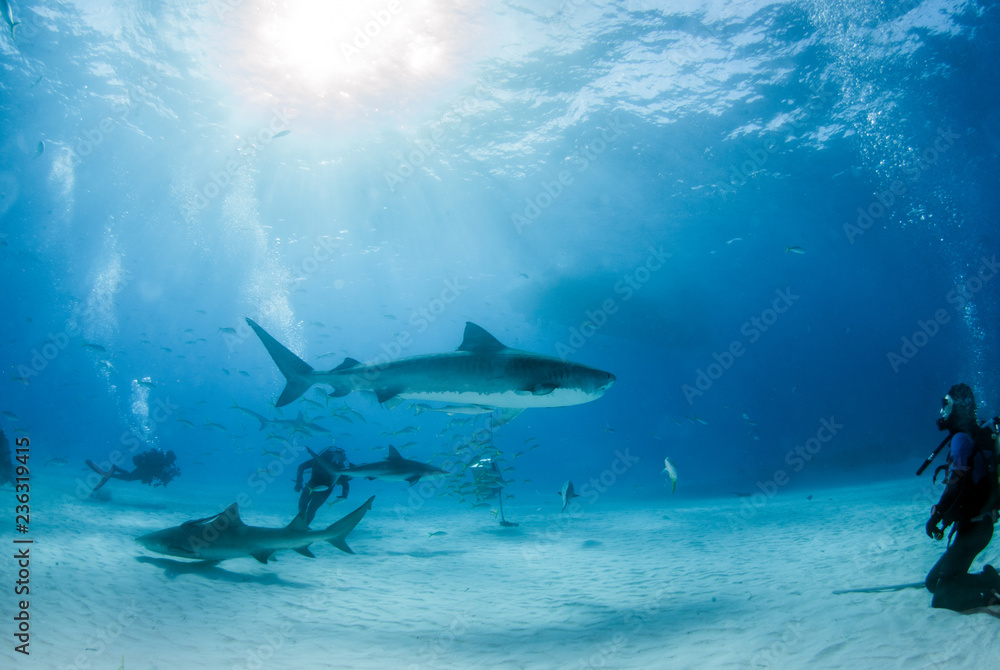 Naklejka premium Rekin tygrysi w Tigerbeach na Bahamach