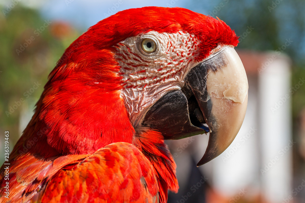 Parrot, macaw, animal, face, beautiful, bird, colorful, red, white, exotic,  tropical, eye Stock Photo | Adobe Stock