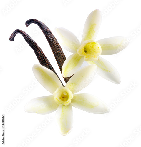 VANILLA FLOWERS WITH PODS photo