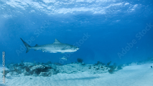 Tiger shark at Tigerbeach  Bahamas