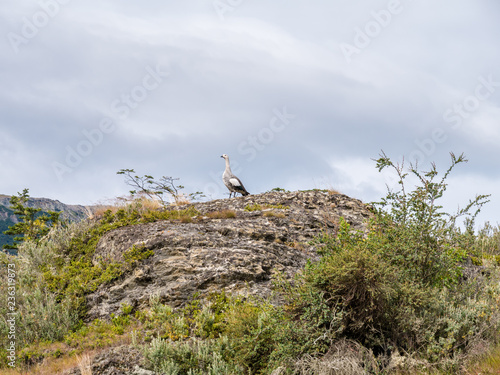 Male upland or Magellan goose, Chloephaga picta, on rock in Tierra del Fuego National Park, Patagonia, Argentina