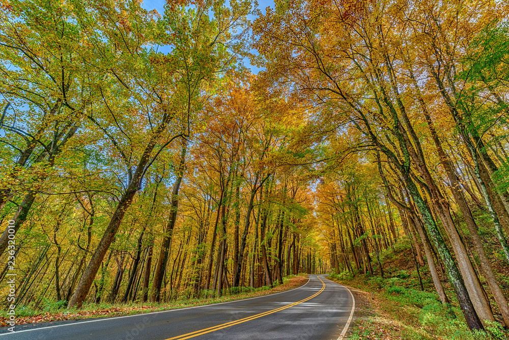 Obraz premium Colorful Trees Surround a Smoky Mountain Road in Autumn