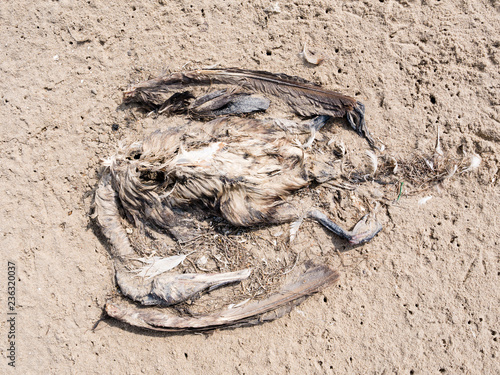 Dead bird  a cormorant  Phalacrocorax carbo  on sand of beach  Netherlands