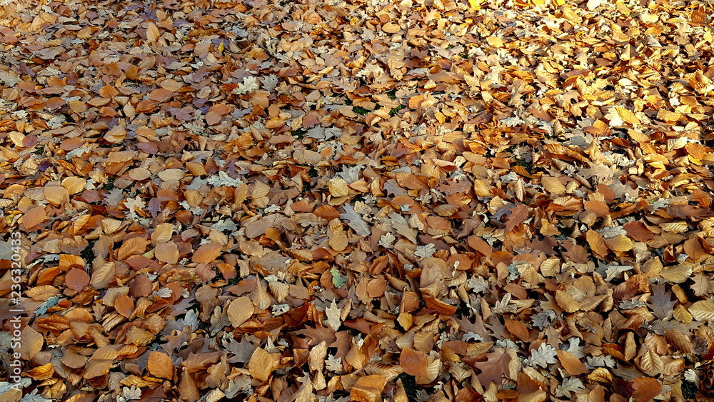 Autumnal carpet of leaves in the city's park in late autumn