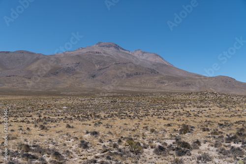 Vicuna Peru Landscape