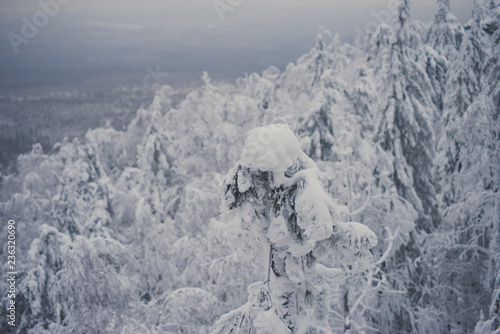 Wallpaper Mural Top view from the ski slopes among the spruces on snow covered and foggy valley on the background mountain peaks. Skiing park Kubinska Hola; Western Tatras Travel destination for winter vacations . Torontodigital.ca