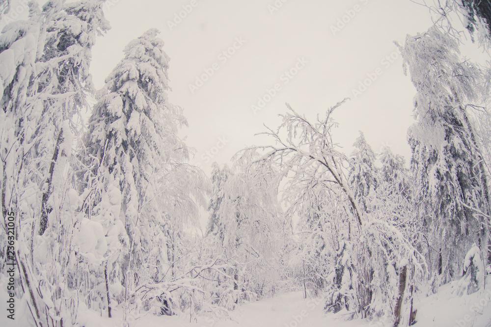 Winter road in the snowy forest. Winter road in the snowy forest.