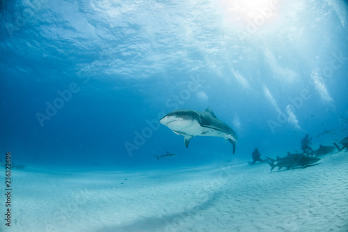 Tiger shark at Tigerbeach  Bahamas