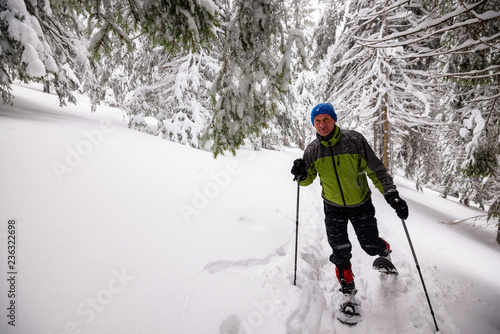 Traveler goes snowshoeing among huge pine trees