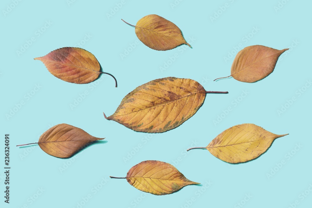 Fototapeta premium foliage dry leaves isolated on blue background. autumn leafs isolated on studio background