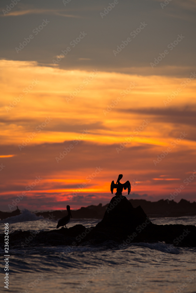 Pelican drying his wings on Punta Mita Mexico rocky coastline at sunset