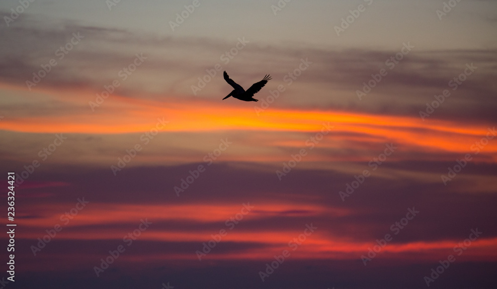 Brown pelican flying at sunset over the coastline of Punta Mita, Mexico Brown pelican flying at sunset over the coastline of Punta Mita, Mexico
