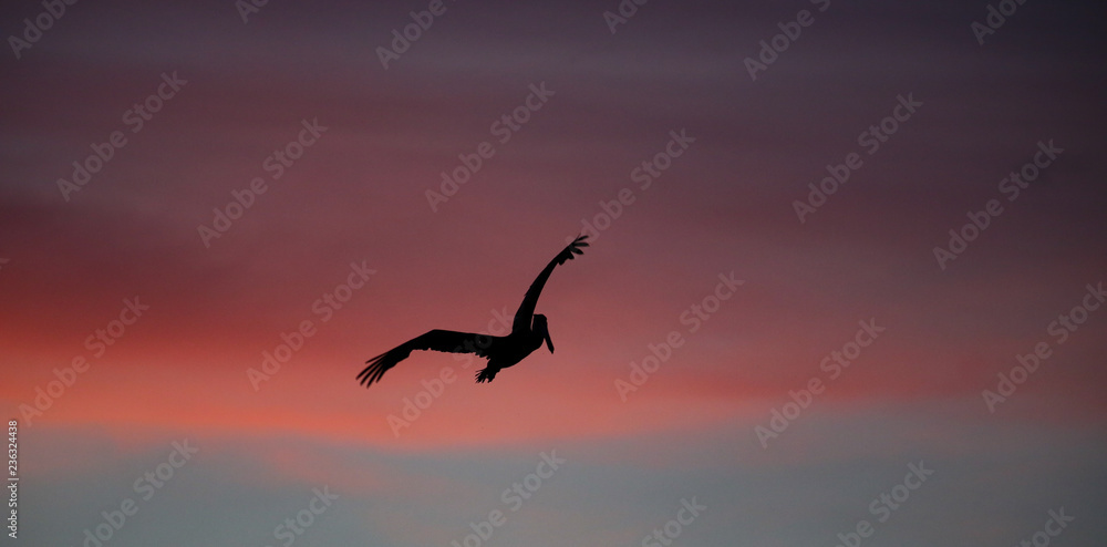 Fototapeta premium Brown pelican flying at sunset over the coastline of Punta Mita, Mexico