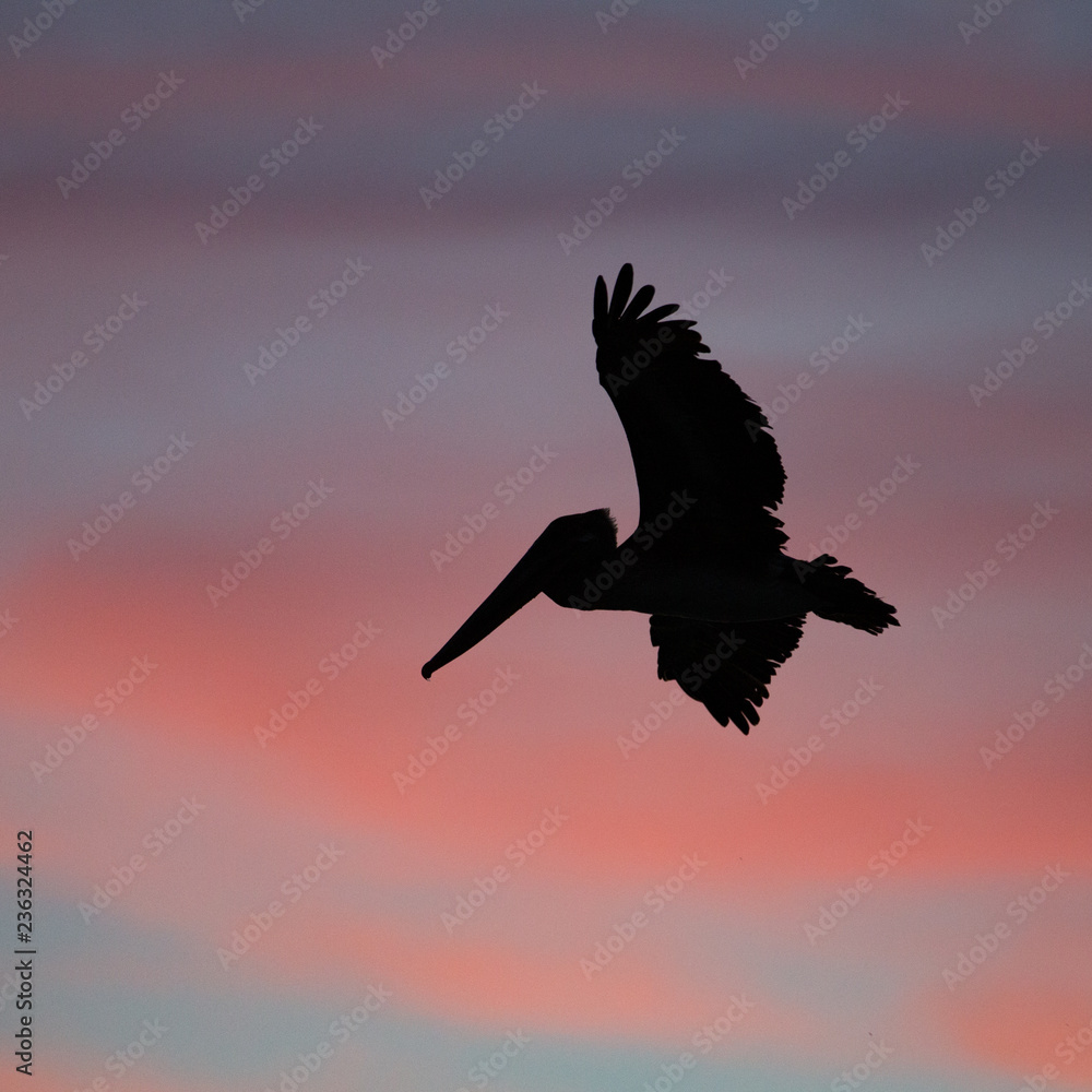 Fototapeta premium Brown pelican flying at sunset over the coastline of Punta Mita, Mexico