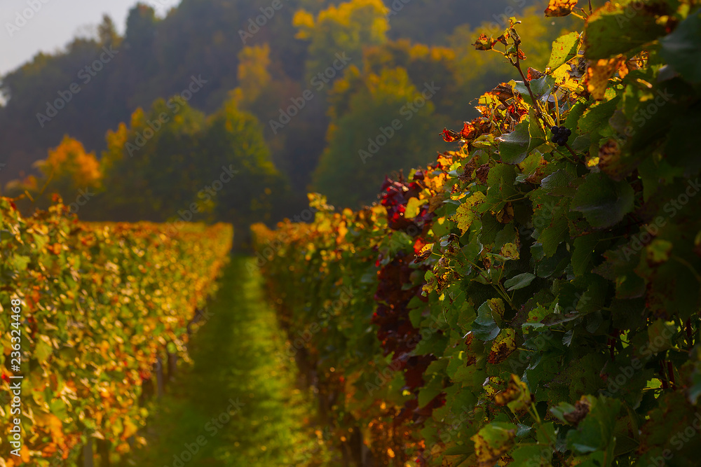 Naklejka premium Weinberge Reben Herbst