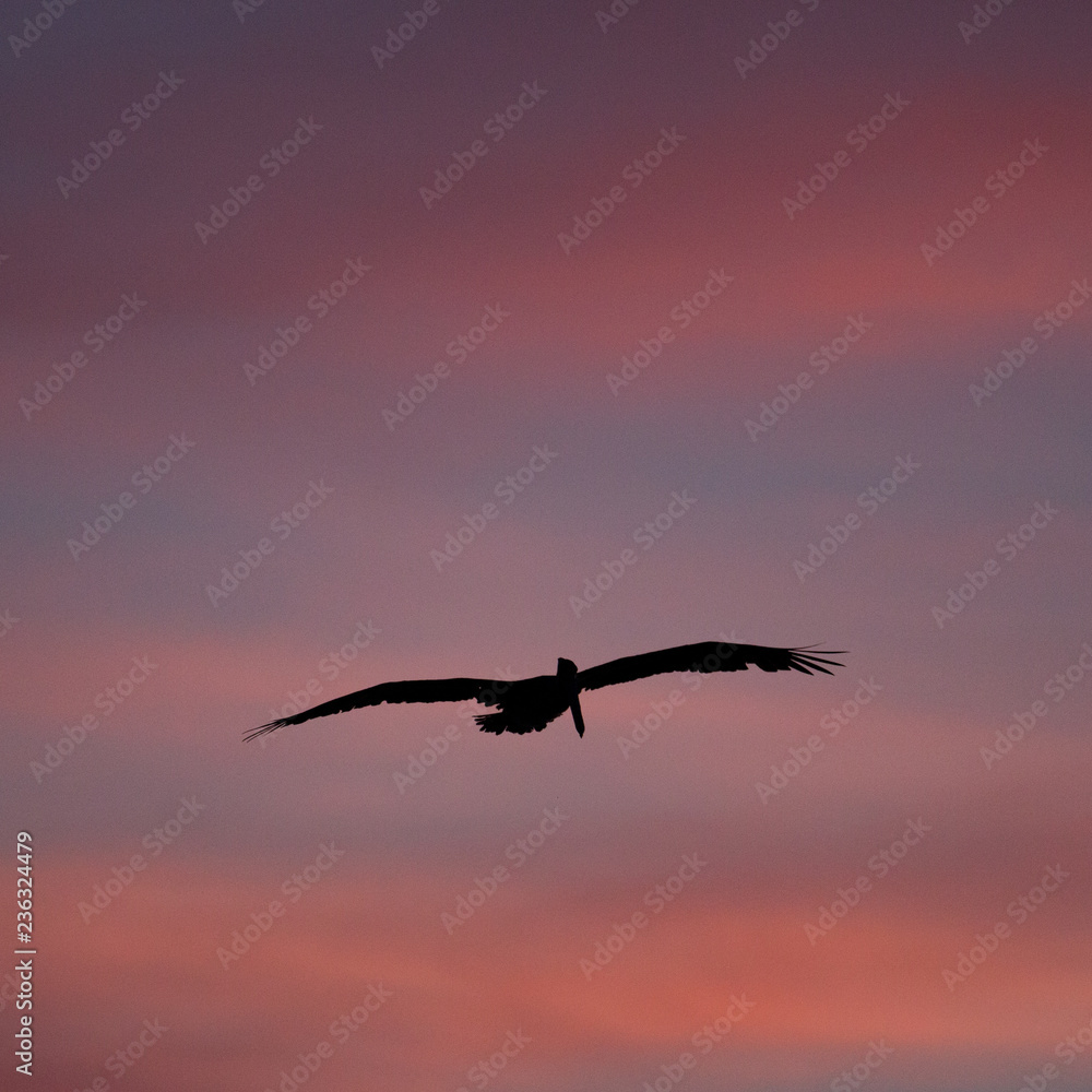 Naklejka premium Brown pelican flying at sunset over the coastline of Punta Mita, Mexico