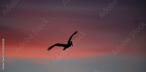 Brown pelican flying at sunset over the coastline of Punta Mita, Mexico