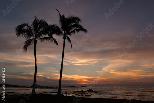 Tropical Palm Trees swaying at sunset on the beaches of Punta Mita, Mexico