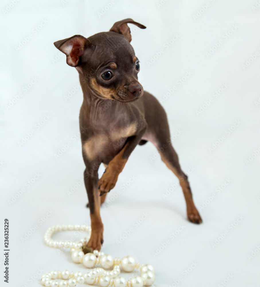 puppy of russian toy terrier of brown color on a white background with beads