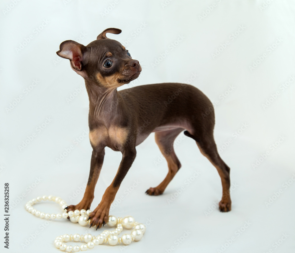 puppy of russian toy terrier of brown color on a white background with beads