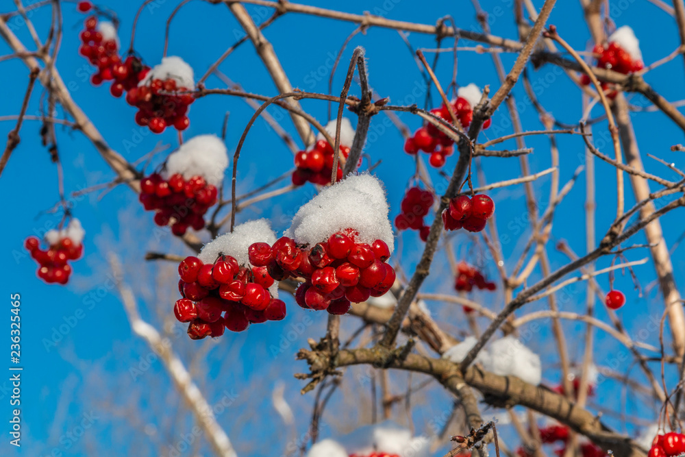 Red berries of viburnum with hoarfrost on the branches Red berries of viburnum with hoarfrost on the branches