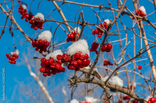 Red berries of viburnum with hoarfrost on the branches