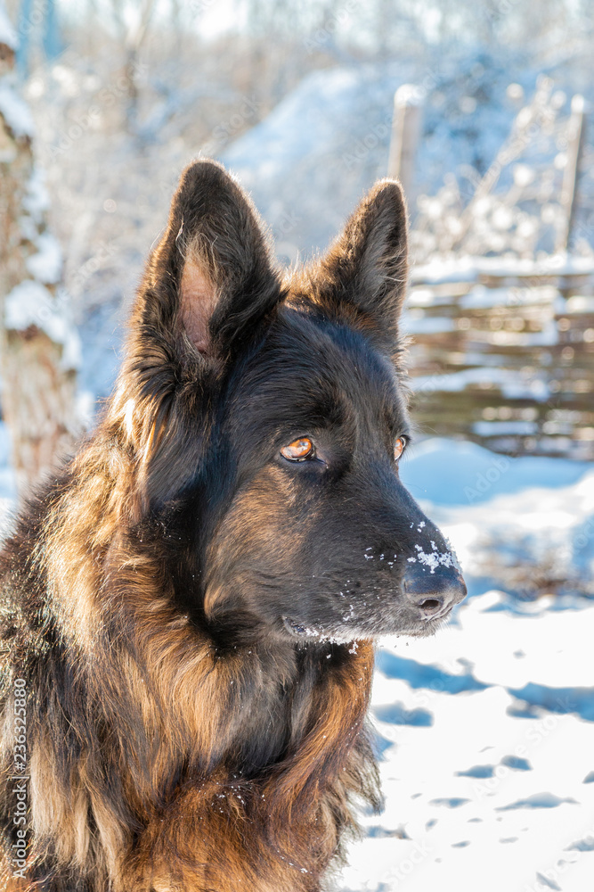 Naklejka premium Show line german shepherd portrait in snow