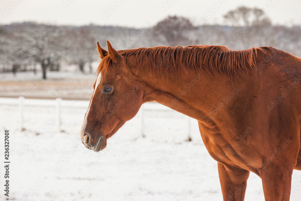 The head and neck of a bright chestnut Thoroughbred horse in the snow with trees and fields behind. 