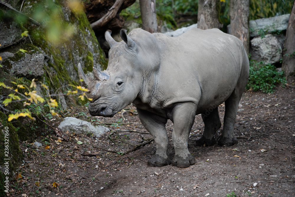 seitliches Portrait von einem Nashorn mit Bäumen und gelben Blumen