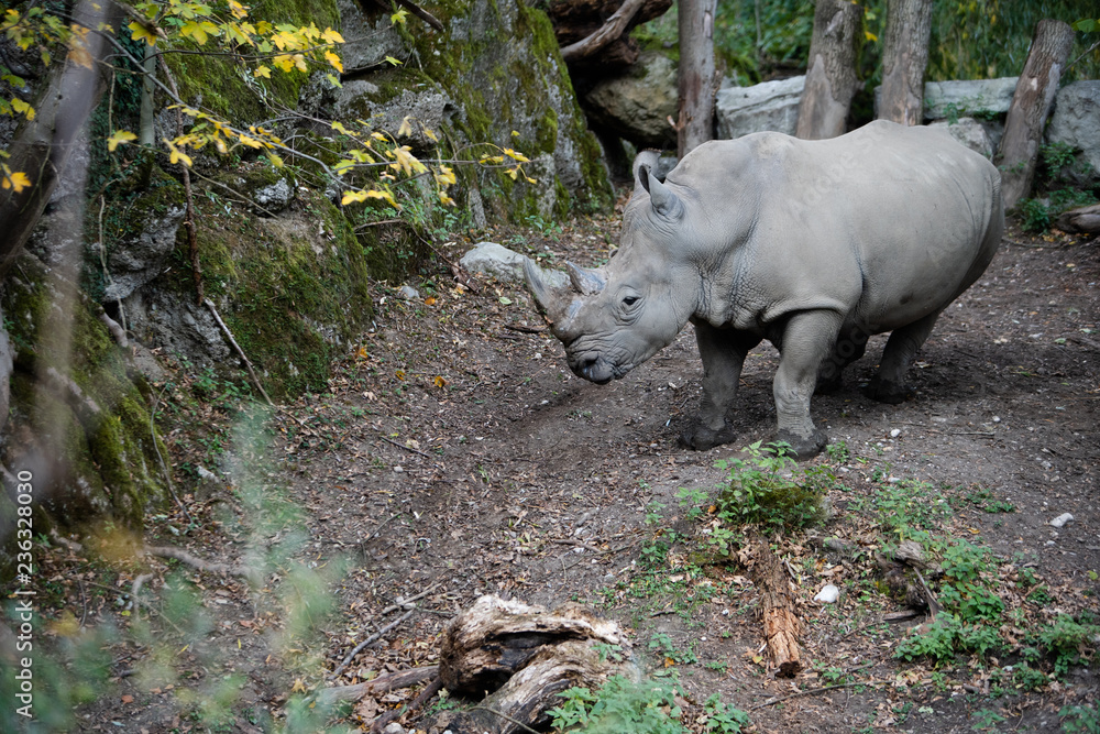 seitliches Portrait von einem Nashorn mit Bäumen und gelben Blumen