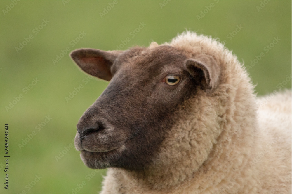 A Profile of a Sheep on Green