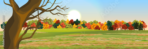 Autumn deciduous forest. Realistic Vector Landscape