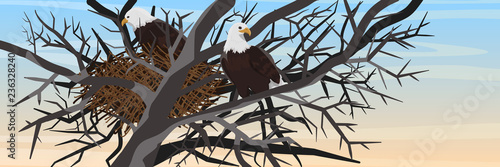 A pair of bald eagles sits in a nest of branches on a tree. Animals of North America. Realistic Vector Landscape