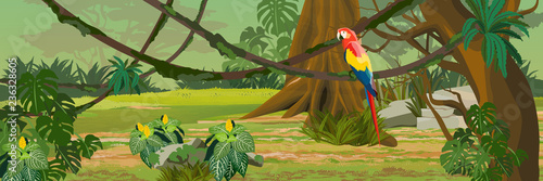 One adult macaw parrot sitting on a liana. Jungle. A tropical forest. Rainforests of Amazonia. Tree, epiphytic ferns, creepers, banana trees, flowers and monsteras. Realistic Vector Landscape