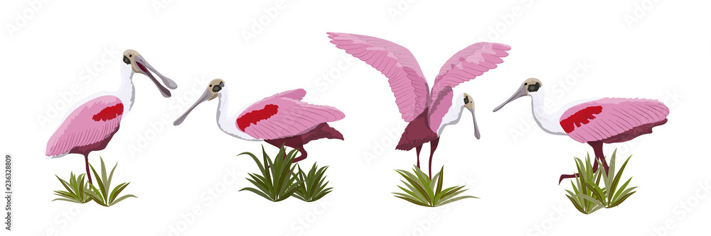 Roseate spoonbill bird collection. Animals of Florida, Chile and Argentina. Everglades  national park. Rainforest Bird Vector Object Stock Vector | Adobe Stock