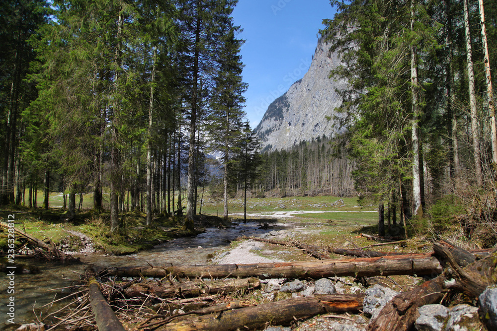Fototapeta premium Beautiful mountain forest landscape.